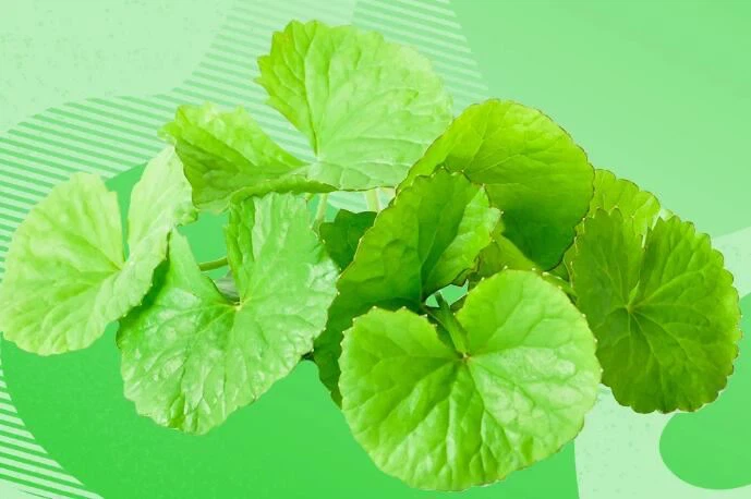 centella asiatica extract skin benefits