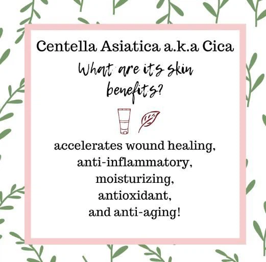 centella asiatica extract skin benefits-1