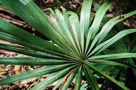 saw palmetto-1