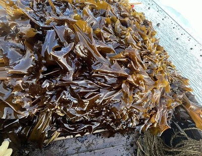 Kelp protiv morskih algi: ključne razlike, prednosti, upotrebe i koja je bolja?