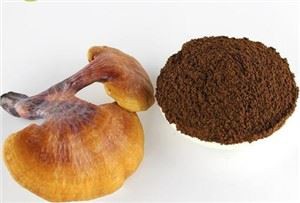 Reishi gljiva u prahu u rasutom stanju